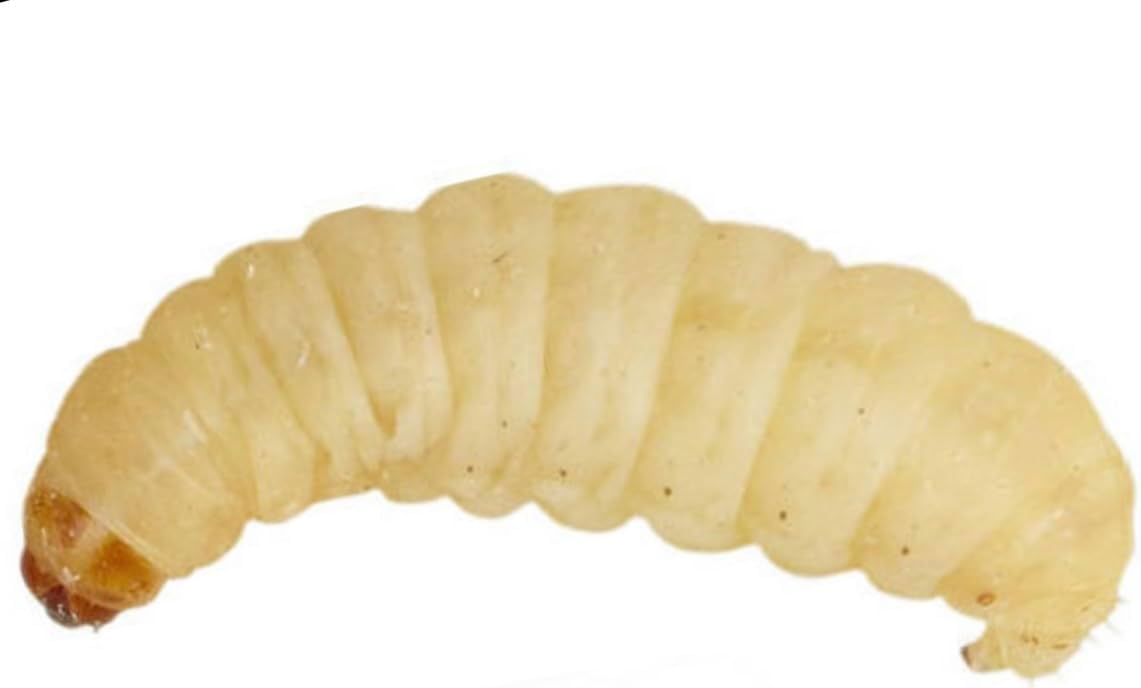 UINCLU Waxworms 50 Pack (15g) - Reptile, Bird, Small Mammal - Pets - Pet Owners, Raw Feeders - Live Pet Food - Waxworms - 15g, 0.53oz
