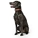 Hunter 42787 Halsband für Hunde Canadian Elk 55 nickel_Elchleder cognac/Elchleder schwarz, 42-48 cm