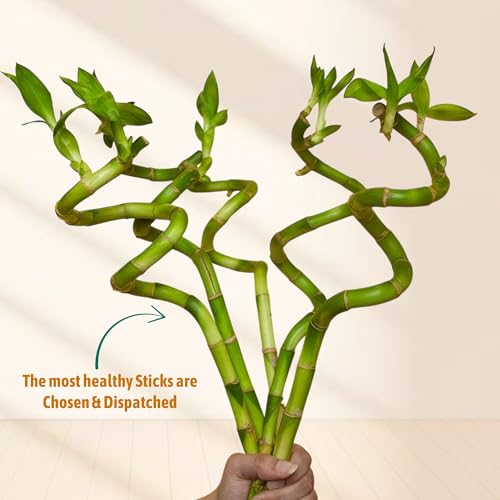 Image of Amulya Farms Set of 3 Live Bamboo Stick 50 cms with Organic Fertiliser | Indoor Vastu Plants for Home, Living Room, Office desk & Kitchen Decoration | Dancing Stems | Feng Shui |