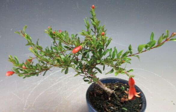 Amazon.co.jp: 花芽付き！姫ザクロの鉢植えミニ盆栽【現品】2025夏開花