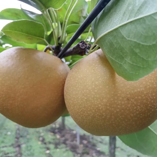 あきづき 約 5kg (8〜14玉) 2026年産 先行予約 梨 果物 フルーツ なし ナシ 幸水梨 くだもの デザート 茨城[BQ022sa]