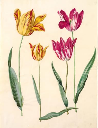 Art Mural en Toile Tulipa Gesneriana de Hans Simon Holtzbecker haute définition
