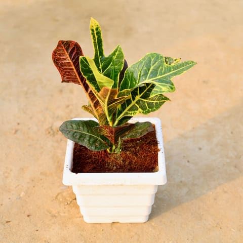 Best Nursery Croton Oakleaf in 6 Inch Plant White Marble Premium Orchid Square Plastic Pot-image-7