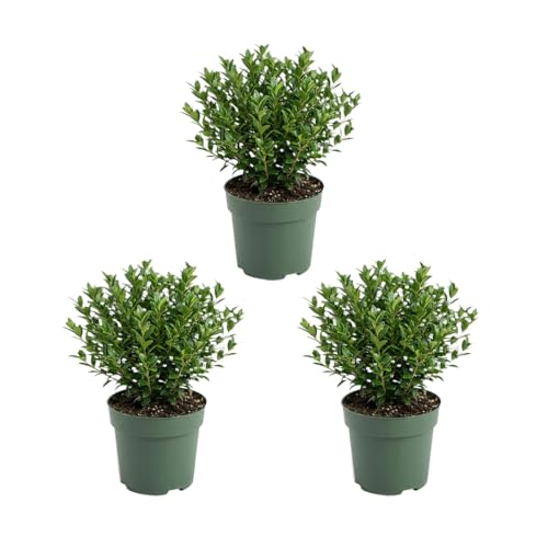 Bloomique - Juego de 3 - Ilex Crenata Jenny - Acebo japonés - Gaulteria - Resistente - Planta de balcón - 10-20 cm de alto - Maceta de 10 cm