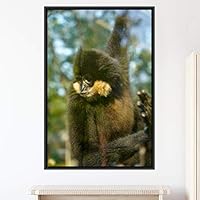 Framed Canvas Wall Art Monkey Animals Expressive Farmhouse/Country Living Room Monkey Multicolor Photography - 16x24 inches