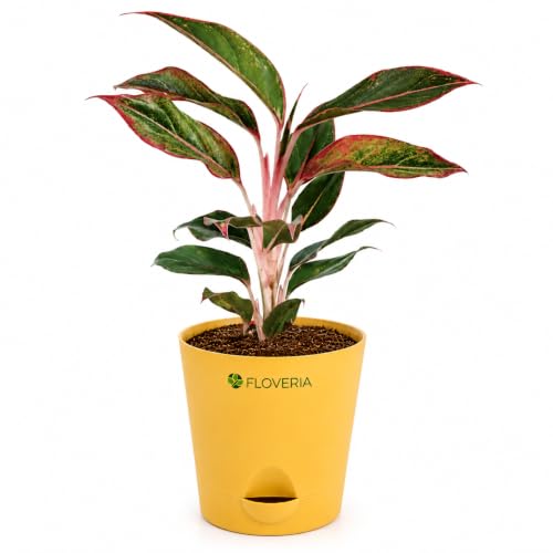 Image of Aglaonema Red Live Indoor Plant with Pot | Indoor Plants for Home | Air Purifying Houseplant | Low Maintenance Live Greenery | Decorative Home Decor for Living Room, Office & Bedroom