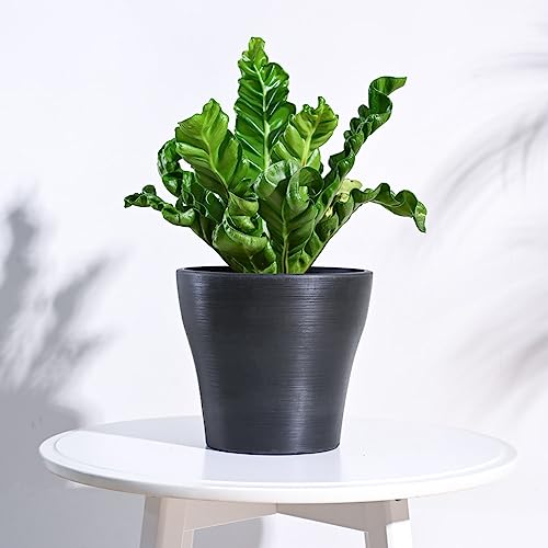Image of UGAOO Rezer Tivoli Pots Planter for Home & Balcony Garden (Large, Black)