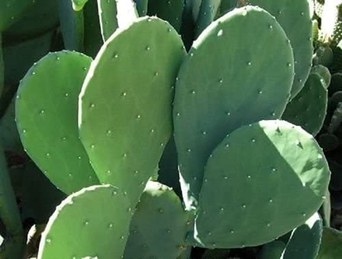 Prickly Pear Spineless Cactus Opuntia Pad Paddle for Plạnting/ Eạting - Thumbnail 3