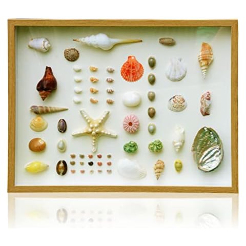 Shell Shadow Frames with Shelves Wood Picture Photo Box Back Can be Opened Natural Beach Coastal Seashell for Shelf Wall Art Home Decor Decoration 16.5*12.5*1.18 Cover