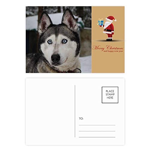 Carte postale Husky chien et neige : lot de 20 cartes de voeux pour les amoureux de canidés