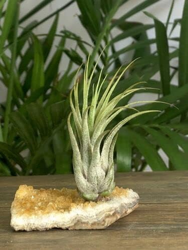 Vista 3 de ZnranyiiXY Citrino Air Plant Geoda Crystal Quartz Decoración para el hogar Espécimen en racimo.