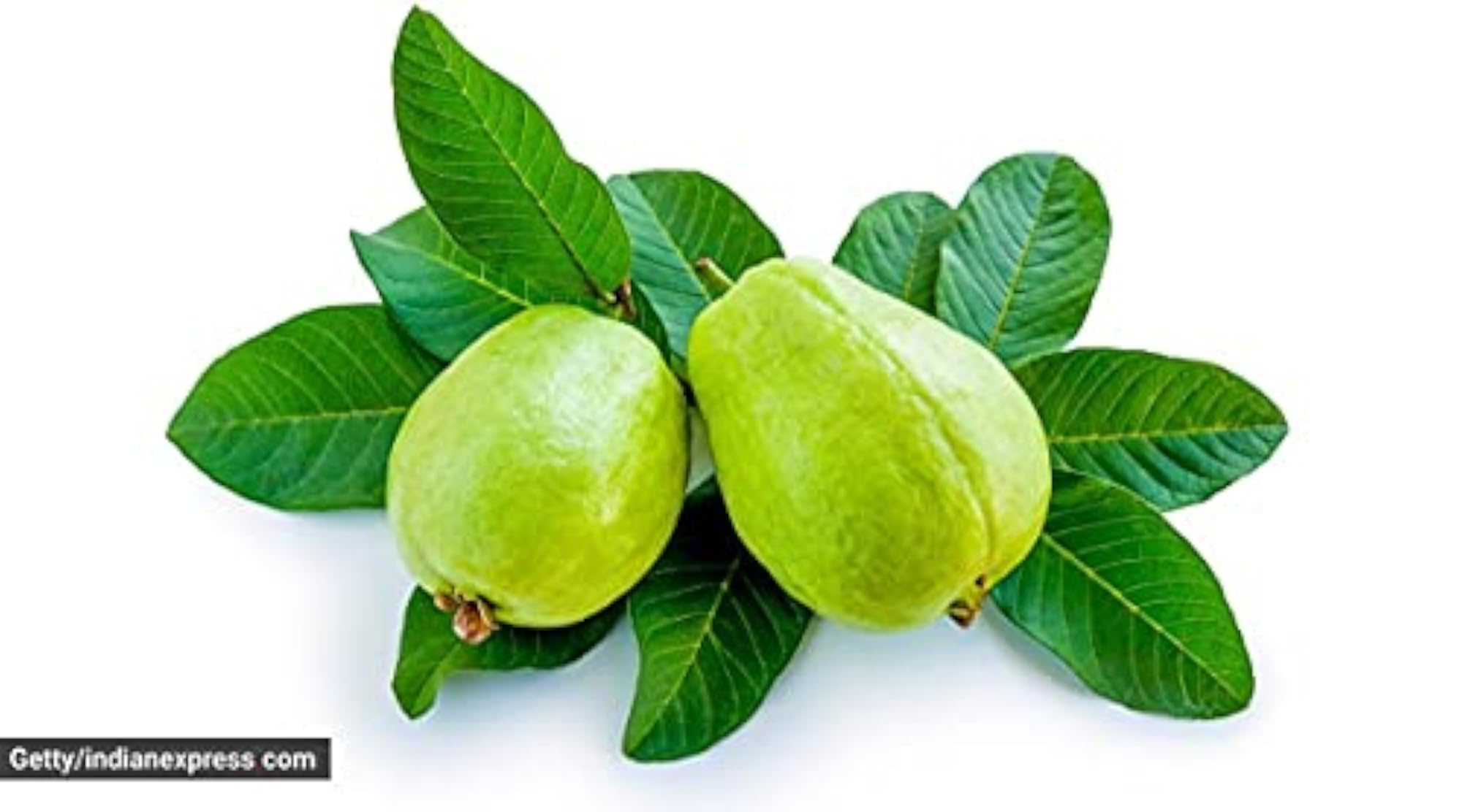 Guava Leaves Powder 50g, Herbal Fresh Churna for Wellness