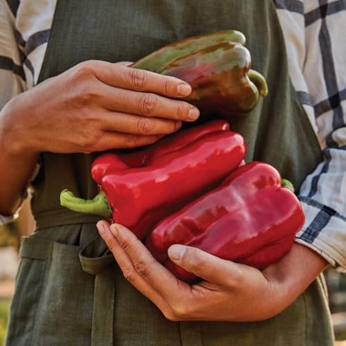 Sweet Pepper ‘Great Stuff’ F1 Seeds – High Yielding Large Red Peppers Ideal for Stuffing – Disease Resistant, Compact Plants, Greenhouse & Container Growing, 1 x Packet 6 Seeds, by Thompson & Morgan