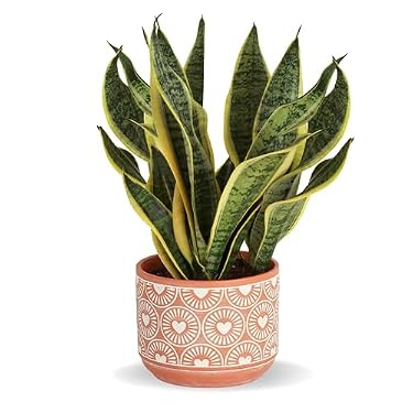 AMAZON - Costa Farms Snake Plant Live Indoor Plant, Grower’s Choice Sanseviera, Easy to Grow Houseplant in Décor Planter Pot, Succulent Plant for Housewarming, Office, Home Decor, 1-2 Feet Tall