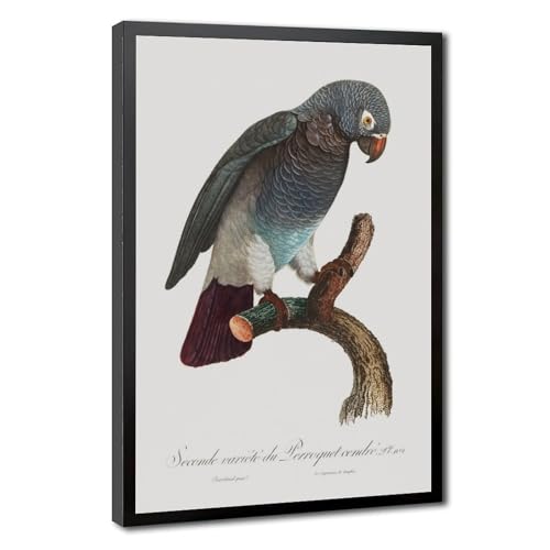 Poster perroquet gris histoire naturelle française | Décoration salon 30x45 cm