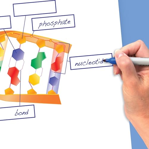 Image of Newpath Chromosomes, Genes and DNA Flip Chart & Online Multimedia Lesson, Grades 6 through 10