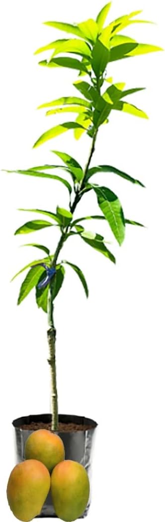 IXORA Gir Kesar Variety Grafted Mango Aam Fruit Live Plant & Tree(1.5-3 Feet Size)