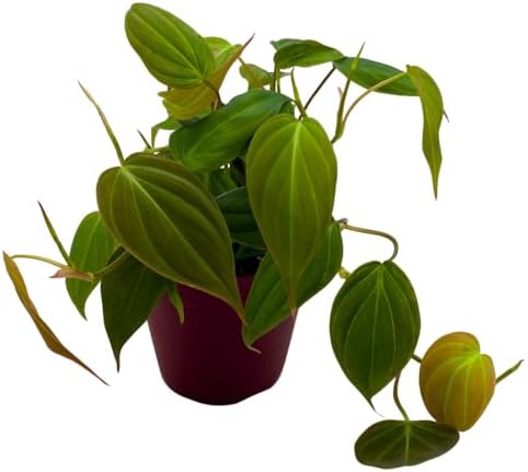 BubbleBlooms Philodendron Micans Hederaceum in a 4 inch Pot Heart...