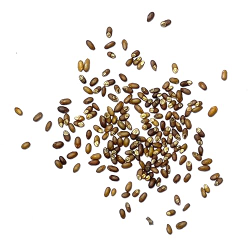 Seed Needs Rosemary Seeds for Planting - Non-GMO Heirloom & Untreated Perennial Herbs to Plant a Medicinal & Culinary Kitchen Garden Indoors or Outdoors (1 Pack)