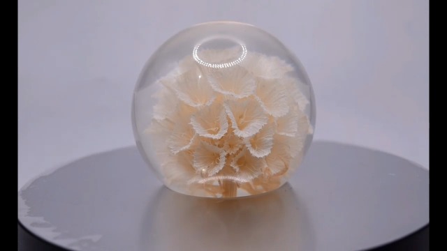 Image of 60mm Real White Windmill Fruit Starflower Flower Pincushion Seeds in Clear Lucite Resin Paperweight Ball Scabiosa Stellata Anniversary Wedding Valentine Mother's Day Gift Herbarium Display Collection