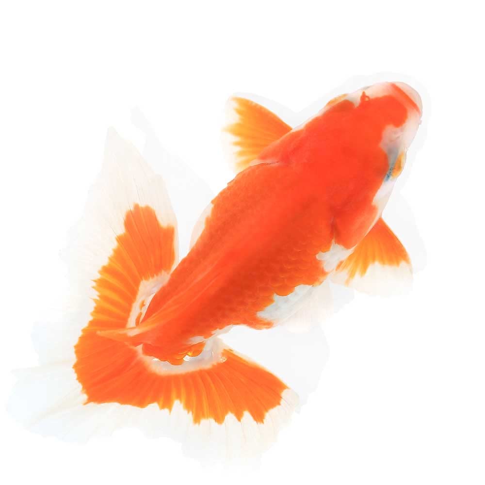 Amazon.co.jp: [CHARM] 国産金魚 土佐錦（1匹） : ペット用品