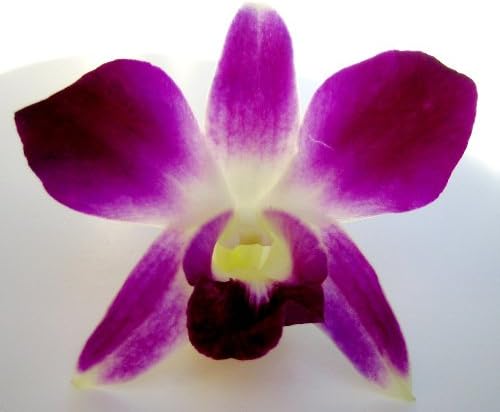Just Orchids - Premium Long Stem Purple Dendrobium