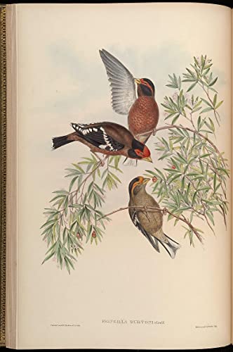Affiche oiseau John Gould 60x90cm pour creer une ambiance cabinet de curiosites au salon