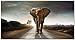 BOIPEEI Rompecabezas de 1000 Piezas para Adultos, niños, Imagen de África, Elefante, Animales, Juguetes intelectuales, Juego