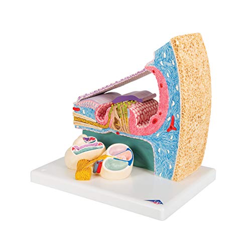 Image of 3B Scientific E14 Cortisches Organ - 3B Smart Anatomy
