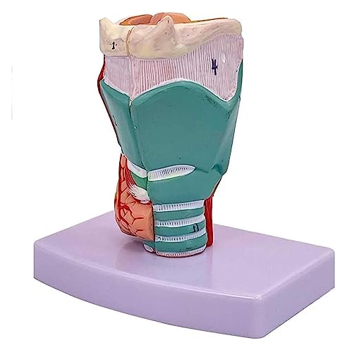 BINWAN Organ Model Modello anatomico della laringe 3D 1: 1, con Etichette digitali e Colori e Trame Reali for Comprendere la Struttura della laringe Umana