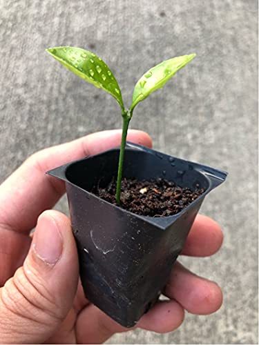 Calamansi Tree Live Plant - Kalamansi Calamondin Citrus (1’’- 2’’ Tall) Live Starter Plug #TOP2