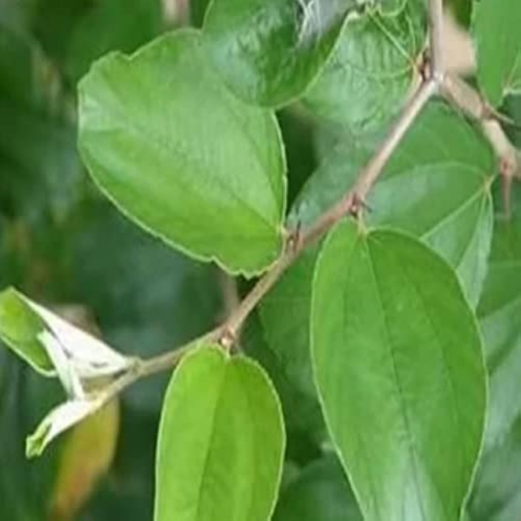 Natural Plum Leaf Set of 50 Leaves