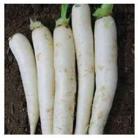 500 semillas de rábano japonés Minowase [Daikon]