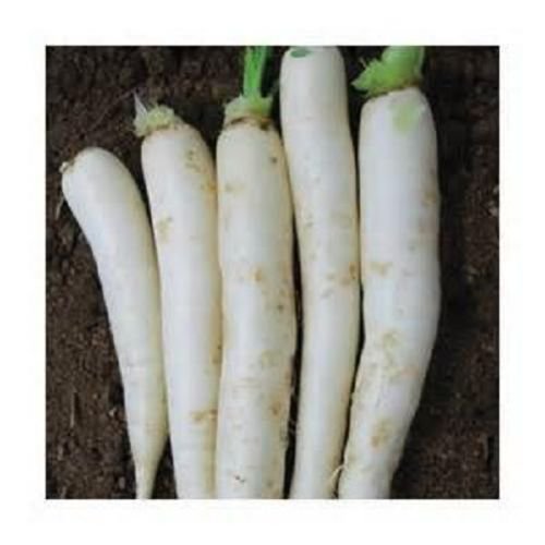 Japanische Minowase-Rettichsamen [Daikon]