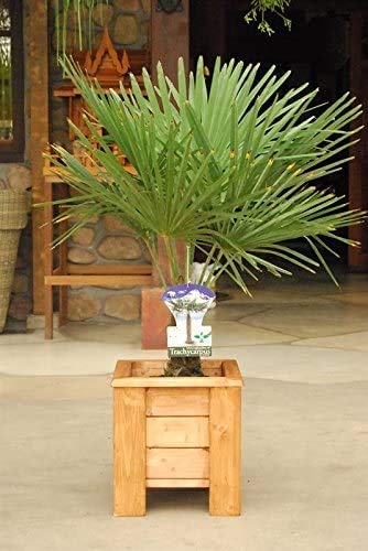 Chinesische Hanfpalme Trachycarpus fortunei – Ca. 50 cm, Robuste Zimmer- & Gartenpflanze für...