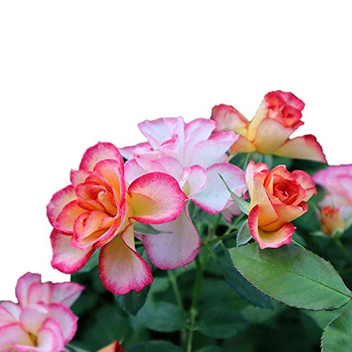 Amazon.co.jp: バラ苗 【ハミングバード】 (大苗) フロリバンダ