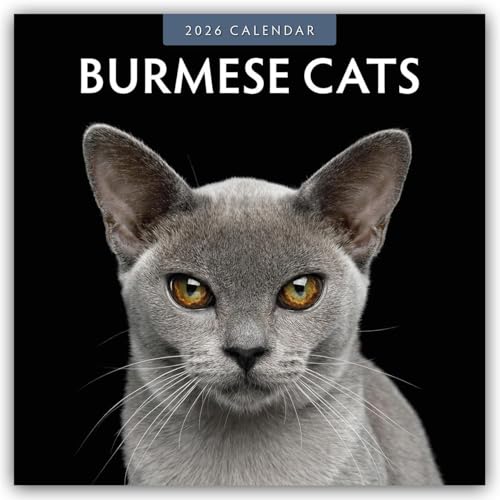 Burmese Cats – Burma-Katzen – Burmese 2026 – 16-Monatskalender: Original Red Robin Publishing Ltd-Kalender [Mehrsprachig] [Kalender] (Wall-Kalender)