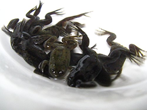 Amazon | エサ用 ツメガエル 30匹セット【生き餌】※死着補償有（地域