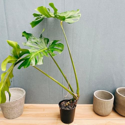 観葉植物 デリシオーサ モンステラ」の人気商品一覧 | 安い商品を通販