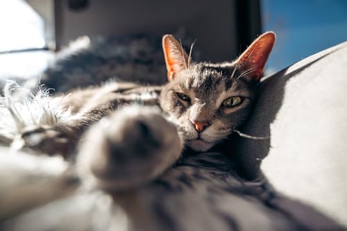 TAMRON 16-30mm F/2.8 G2, Objektiv für spiegellose Systemkameras von Nikon