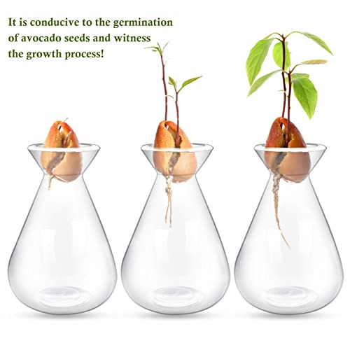 2 Pieces Avocado Seed Starter Vases, Avocado Vases Grow Glass Avocado Seed Vases Avocado Garden Vases Avocado Seed Sprouter Avocado Growing Kit Avocado Pit Vase For Gardening Lovers #TOP2