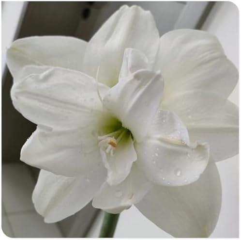 Amaryllis for Planting Now UK Perennial Good for Containers Excellent Display Plant Bulbs Ornamental Greening Flower Natural Organic Easy Plant Perennial -3bulbs-N