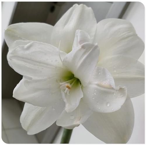 Amaryllis for Planting Now UK Perennial Good for Containers Excellent Display Plant Bulbs Ornamental Greening Flower Natural Organic Easy Plant Perennial -3bulbs-N