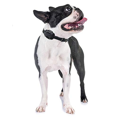 Educator E-Collar Humane Dog Training Collar With Remote, Features 100 Levels Of Safe Stimulation, Tapping Sensation, Night Light, Waterproof, Rechargeable, 1/2 Mile 1 Dog, Zen #TOP6