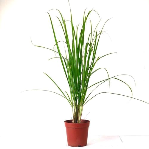 Image of Live Lemongrass Plant with Pot | Fresh Herbal Grass for Home Garden & Kitchen Use | Medicinal Plant for Natural Remedies, Tea & Cooking | Indoor Outdoor Gardening | Pack of 1