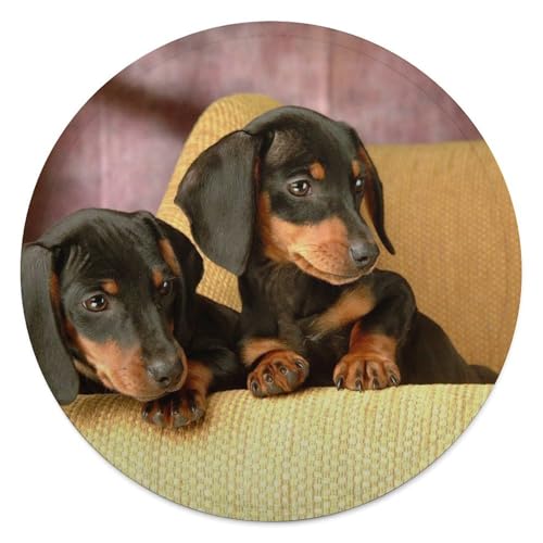 Couverture polaire imprimée motif teckel, le cadeau idéal pour amoureux des chiens