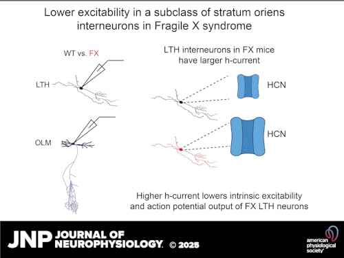 Higher hyperpolarization activated current (Ih) in a subpopulation of interneurons in stratum oriens of area CA1 in the hippocampus of Fragile X mice Podcast Por arte de portada