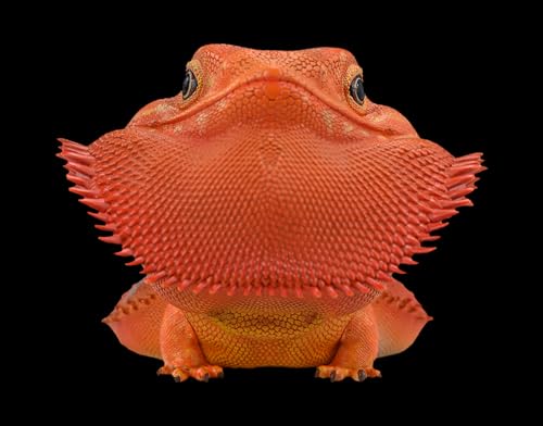 Estatua de lagarto artesanal realista Animal Serie 16 miniatura 5
