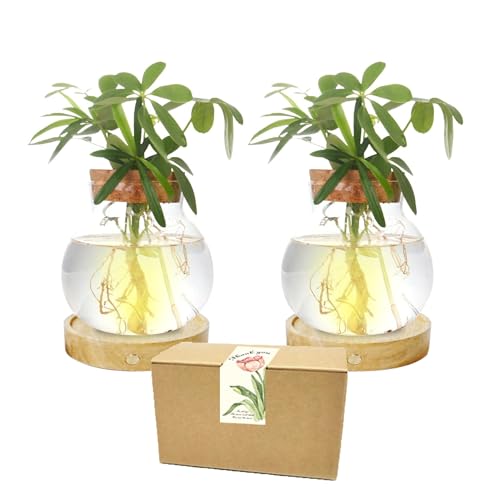 Plant Propagation Station with Wooden Saucer,Everkeen Glass Terrarium with Stepless