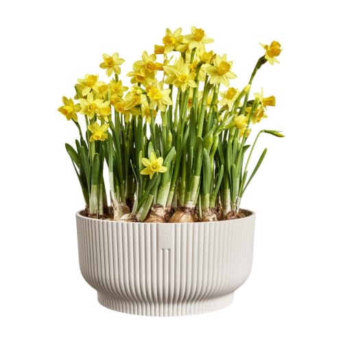 Miniatura 9 de Elho Vibes Fold Bowl 25 - Macetero Por Interior - 100 Plástico Reciclado - Ø 24.9 X H 12.1 Cm - Blanco Blanco Lino